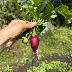 Rabanos x ud ( 5 ud )