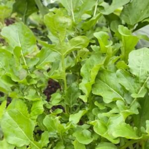 Rúgula x ud (Aprox 150g)