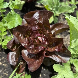 Lechuga Cogollito Morado x ud