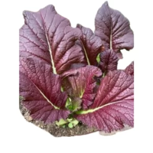 Lechuga Mostaza Morada x ud
