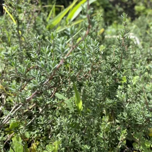 Tomillo x ud  (Aprox 30 g)