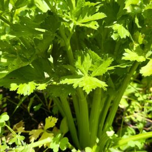 Apio Criollo x 300 g