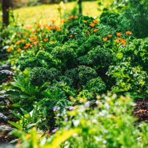 Kale Rizado x ud ( Aprox 250 g )