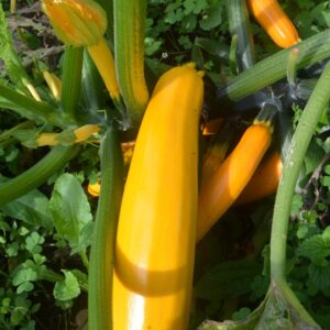 Zucchini amarillo ud (Aprox. 500 g)