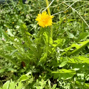 Diente de leon x  ud.