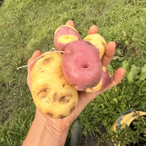 Papa Nativa 1 Kg