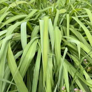 Citronela x ud (Aprox 30 g )