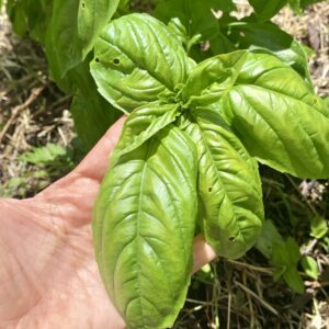 Albahaca ud ( Aprox 100 g )