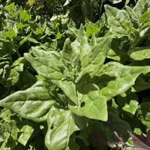 Espinaca criolla x ud (Aprox x 500 g)