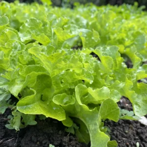 Lechuga hoja de roble verde x ud