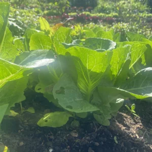 Lechuga Romana Verde x ud