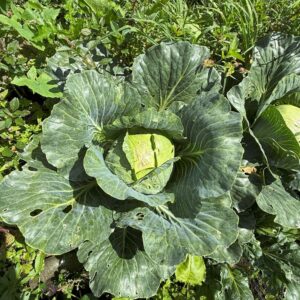 Repollo verde x ud (Aprox. 500g a 1000g)