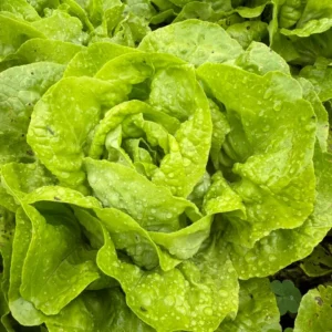 Lechuga Lisa Verde x ud