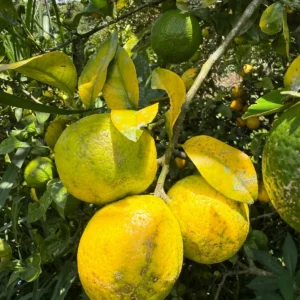 Limón rugoso x 1000g (Aprox 6 a 8 unds)