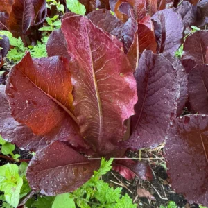 Lechuga Romana Roja x ud