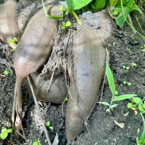 Yacón x 1000 g (Aprox 4 a 5 uds)
