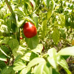 Aji Rocoto ( x 5 uds; es decir 5 ajíes)