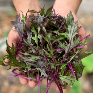 Lechuga mizuna morada x ud  ( Aprox 120 g )