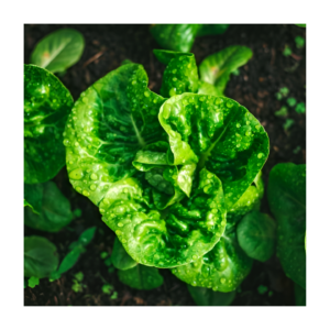 Lechuga Cogollito verde x ud