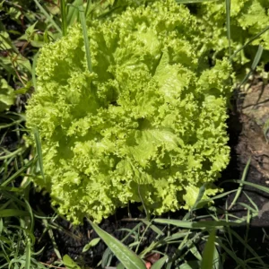 Lechuga crespa verde x ud