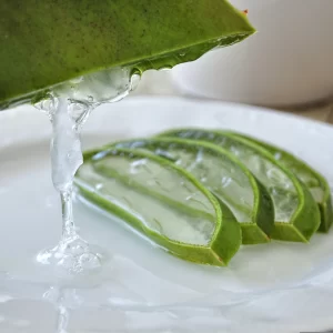 Penca de sábila (Aloe Vera)
