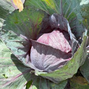 Repollo Morado x ud     (Aprox. 500 a 1000g)