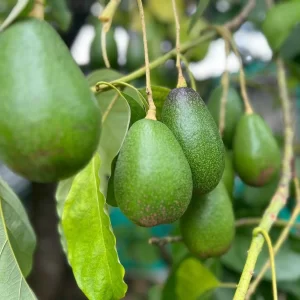 Aguacate Criollo
