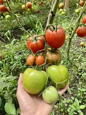 vegetales